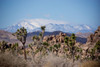 Rugged landscape, Yucca palm trees and mountain range, Joshua Tree National Park; California, United States of America Poster Print by Ben Horton (20 x 13)