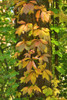 Virginia Creeper in Autumn, Wertheim, Baden-Wurttemberg, Germany Poster Print by Raimund Linke (12 x 19)
