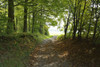 Forest Path, Katzenbuckel, Waldbrunn, Baden Wurttemberg, Germany Poster Print by Raimund Linke (19 x 12)