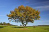 Oak Tree in field in Autumn, Vogelsberg District, Hesse, Germany Poster Print by Raimund Linke (19 x 12)