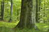 Close-up of Beech Tree in forest, Katzenbuckel, Waldbrunn, Baden Wurttemberg, Germany Poster Print by Raimund Linke (19 x 12)