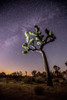 Joshua tree (Yucca brevifolia) standing in front of a starry night sky with the orange glow of the sunset on the horizon; Joshua Tree National Park, California, United States of America Poster Print by Ben Horton (12 x 19)