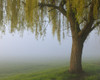 Weeping Willow, Aschaffenburg, Bavaria, Germany Poster Print by Raimund Linke (17 x 13)