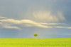 Maple Tree in Grain Field with Stormy Sky in Spring, Bad Mergentheim, Baden-Wurttemberg, Germany Poster Print by Raimund Linke (19 x 12)