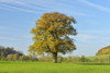 Oak Tree in Autumn, Vogelsbergkreis, Hesse, Germany Poster Print by Raimund Linke (19 x 12)
