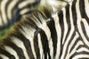 A close-up of the neck of a zebra, Equus burchelli, in Kenya.; Nairobi National Park, near Nairobi, in Kenya. Poster Print by Nigel Hicks (17 x 11)