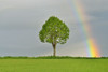 Maple Tree in Grain Field with Rainbow in Spring, Bad Mergentheim, Baden-Wurttemberg, Germany Poster Print by Raimund Linke (19 x 12)