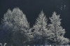 Frozen Common alder (Alnus glutinosa) trees in sunlight; Bavaria, Germany Poster Print by David & Micha Sheldon (18 x 12)