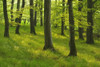Forest in the Spring, Vogelsberg District, Hesse, Germany Poster Print by Raimund Linke (19 x 12)