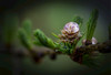 Extreme close up of a young larch cone with rain droplets and clusters of early needles; Calgary, Alberta, Canada Poster Print by Michael Interisano (18 x 12)