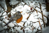 Colourful robin (Turdus migratorius) perched on a snow-covered branch with dried small apples hanging on the tree; Calgary, Alberta, Canada Poster Print by Michael Interisano (19 x 12)