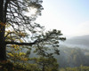 Pine Forest on Mountain with Sun, Hochstein, Dahn, Dahner Felsenland, Pfalzerwald, Rhineland-Palatinate, Germany Poster Print by Raimund Linke (17 x 13)