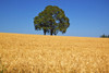 Golden wheat field on farmland on a sunny day under a blue sky with two oak trees on the horizon; Oregon, United States of America Poster Print by Craig Tuttle (17 x 11)