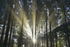 Sun shining through Forest, Schleswig-Holstein, Germany Poster Print by Raimund Linke (19 x 12)