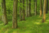 Forest in the Spring, Vogelsberg District, Hesse, Germany Poster Print by Raimund Linke (20 x 13)