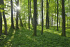 Sun through Forest in Spring, Vogelsberg District, Hesse, Germany Poster Print by Raimund Linke (19 x 12)