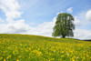 Lime Tree in blooming Meadow, Spring, Upper Bavaria, Bavaria, Germany Poster Print by Raimund Linke (19 x 12)