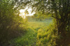 Path in the Morning with Sunlight, Mondfeld, Mainfranken, Franconia, Baden Wurttemberg, Germany Poster Print by Raimund Linke (19 x 12)