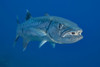 Great Barracuda (Sphyraena barracuda) can reach as much as six feet in length and are relatively rare to see underwater in Hawaii; Hawaii, United States of America Poster Print by Dave Fleetham (18 x 12)