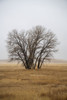 Bare trees and winter-brown grass at the Rocky Mountain Arsenal National Wildlife Refuge near Denver, Colorado, USA; Colorado, United States of America Poster Print by Kenneth Whitten (12 x 19)