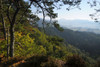 Pine Forest on Mountain, Hochstein, Dahn, Dahner Felsenland, Pfalzerwald, Rhineland-Palatinate, Germany Poster Print by Raimund Linke (19 x 12)