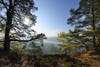 Pine Forest on Mountain with Sun, Hochstein, Dahn, Dahner Felsenland, Pfalzerwald, Rhineland-Palatinate, Germany Poster Print by Raimund Linke (19 x 12)