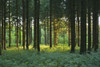 Forest in Morning, Glashofen, Odenwald, Baden-Wurttemberg, Germany Poster Print by Raimund Linke (19 x 12)