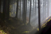 Morning Haze in Coniferous Forest, Harz, Lower Saxony, Germany Poster Print by Raimund Linke (19 x 12)