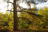 Pine Tree, Hochstein, Dahn, Dahner Felsenland, Pfalzerwald, Rhineland-Palatinate, Germany Poster Print by Raimund Linke (19 x 12)