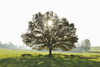 Oak Tree with Sun, Vogelsbergkreis, Hesse, Germany Poster Print by Raimund Linke (19 x 12)