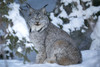 Portrait of a Canadian lynx (Lynx canadensis) sitting in the wintry forest, looking at the camera; Whitehorse, Yukon, Canada Poster Print by Robert Postma (19 x 12)