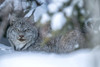 Portrait of a Canadian lynx (Lynx canadensis) lying in the snow in the wintry forest, looking at the camera through the trees; Whitehorse, Yukon, Canada Poster Print by Robert Postma (20 x 13)