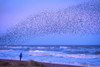 Girl on beach watching murmuration of starlings at dusk, RSPB Reserve Minsmere; Suffolk, England, United Kingdom Poster Print by Ian Cumming (20 x 13)