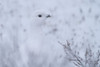 Willow ptarmigan (Lagopus lagopus) in the snow; Churchill, Manitoba, Canada Poster Print by Robert Postma (18 x 12)