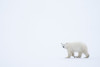 Polar bear (Ursus maritimus) walking in the corner of the image with vast white all around; Churchill, Manitoba, Canada Poster Print by Robert Postma (18 x 12)