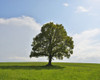 Oak Tree in field in Spring, Grebenhain, Hesse, Germany Poster Print by Raimund Linke (17 x 14)