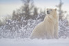 Polar bear (Ursus maritimus) sitting on snow in the wild, near Churchill, Manitoba; Churchill, Manitoba, Canada Poster Print by Robert Postma (18 x 12)