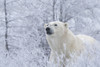 Polar bear (Ursus maritimus) in the wild looking out, near Churchill, Manitoba; Churchill, Manitoba, Canada Poster Print by Robert Postma (18 x 12)