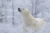 Polar bear (Ursus maritimus) in the wild looking up, near Churchill, Manitoba; Churchill, Manitoba, Canada Poster Print by Robert Postma (18 x 12)