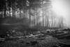 Black and white image of morning sun rays through the morning fog in the Olympic National Park on the Washington Coast; Kalaloch, Washington, United States of America Poster Print by Doug Ogden (20 x 13)