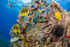 Raccoon butterflyfish (Chaetodon lunula) and endemic Saddle wrasse (Thalassoma duperrey) off the island of Lanai, Hawaii, USA; Hawaii, United States of America Poster Print by Dave Fleetham (19 x 12)