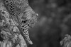 Close-up of a leopard (Panthera pardus) lifting its paw walking down a branch at the Kicheche Bush Camp; Masai Mara, Kenya Poster Print by Nick Dale (18 x 12)