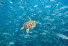 Female Green sea turtle (Chelonia mydas) and schooling Bigeye jacks (Caranx sexfasciatus); Sipidan Island, Malaysia Poster Print by Dave Fleetham (20 x 13)