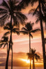 Palm trees at sunset; Maui, Hawaii, United States of America Poster Print by Dave Fleetham (13 x 20)