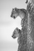 Portrait of two lion cubs (Panthera leo) looking out from a tree; Serengeti, Tanzania Poster Print by Nick Dale (12 x 18)