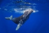 Curious young Humpback whale (Megaptera novaeangliae) underwater; Hawaii, United States of America Poster Print by Dave Fleetham (20 x 13)