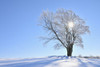Snow Covered Beech Tree with Sun, Wustensachsen, Rhon Mountains, Hesse, Germany Poster Print by Raimund Linke (19 x 12)