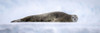 Panorama of Weddell seal (Leptonychotes weddellii) lying on ice; Antarctica Poster Print by Nick Dale (25 x 8)