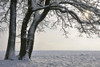 Oak Tree on Winter Morning, Vielbrunn, Hesse, Germany Poster Print by Raimund Linke (19 x 12)