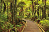 Ferns by Wooden Path in Whakarewarewa Forest, near Rotorua, Bay of Plenty, North Island, New Zealand Poster Print by Raimund Linke (19 x 12)
